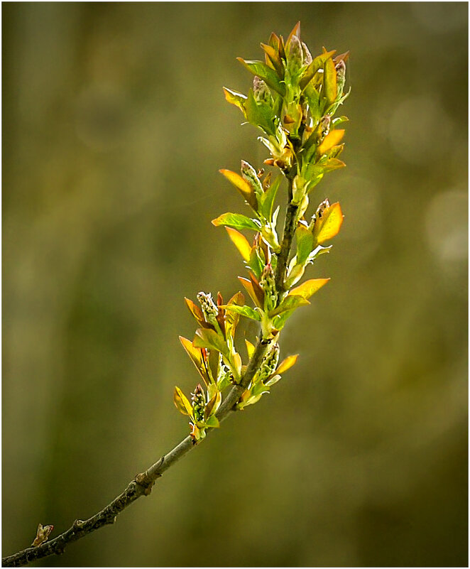 Май молодой - Валентин Котляров