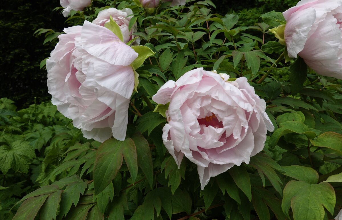 ...пионы дышат нежностью и светом... - Галина ...пионы дышат нежностью и светом... - Галина