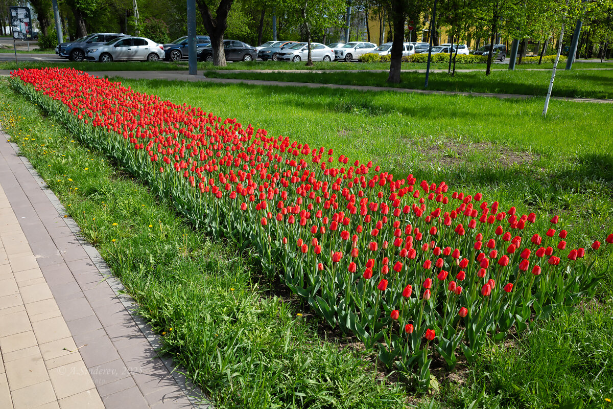 Клумба с тюльпанами на улице города - Александр Синдерёв