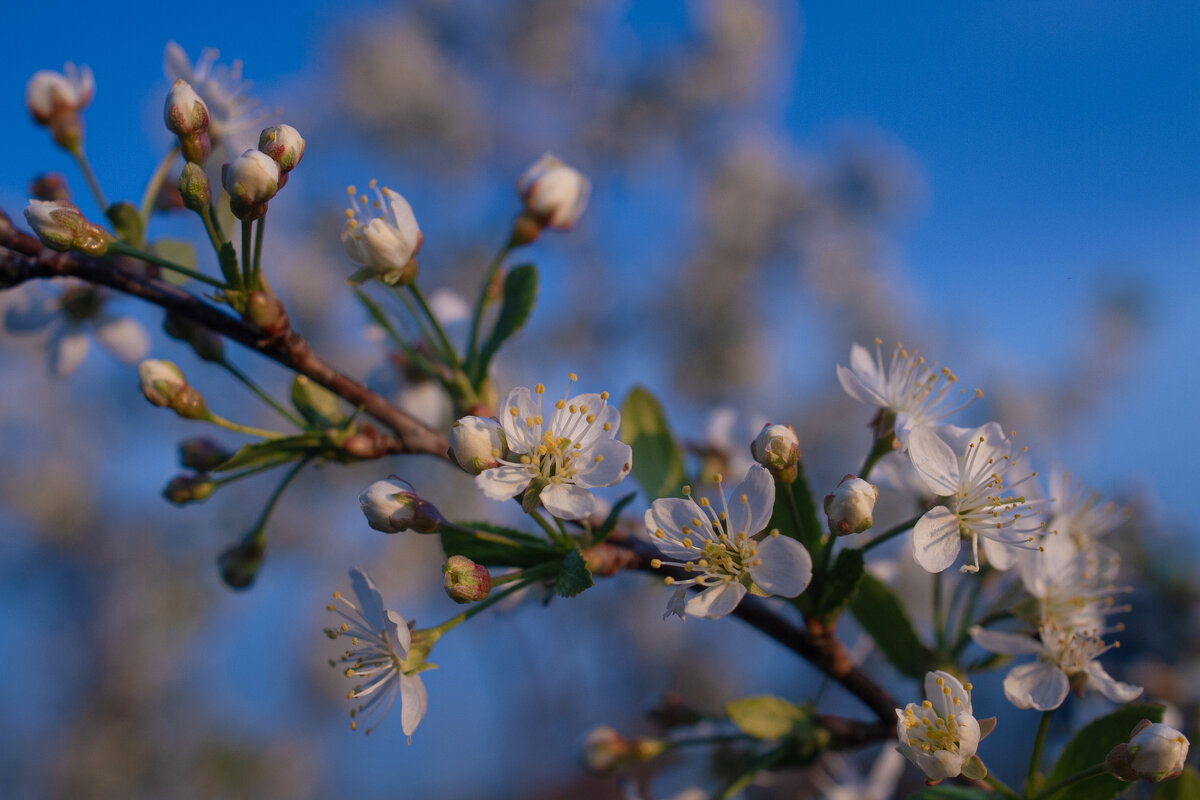 вишенка цветёт - Николай Иванович Щенов вишенка цветёт - Николай Иванович Щенов
