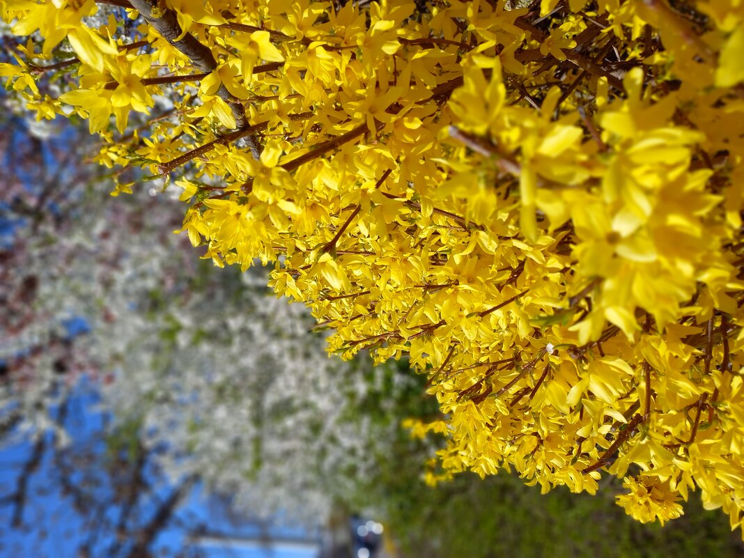 Цветение в промзоне Зиндельфингена - Сергей Порфирьев Цветение в промзоне Зиндельфингена - Сергей Порфирьев