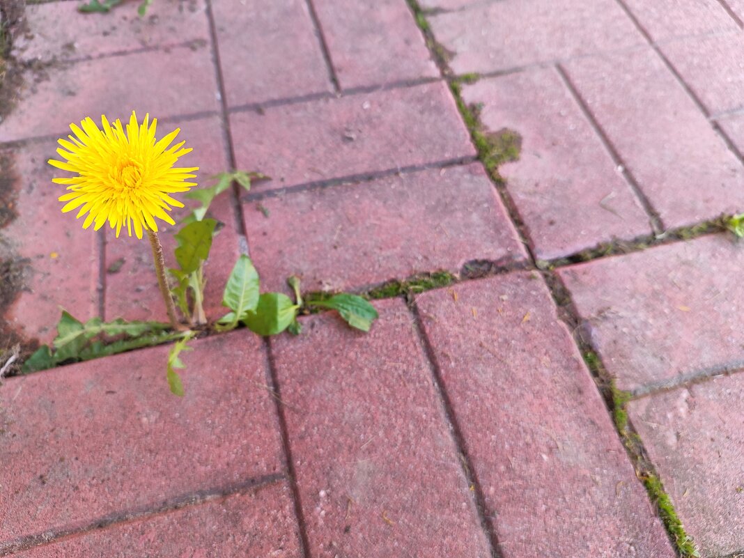 Пробился - Денис Бочкарёв