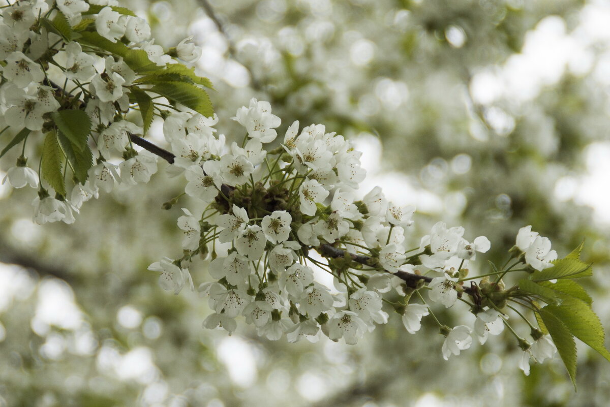 Белый цвет, белый цвет, белый цвет... - Елена Пономарева
