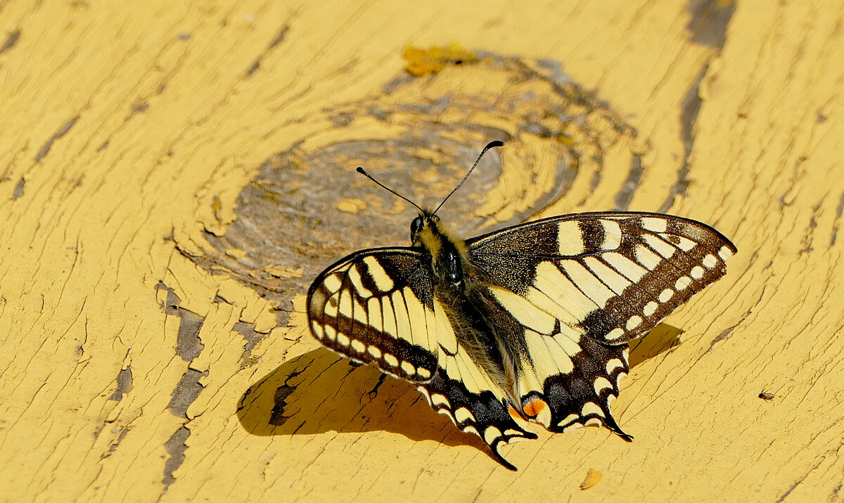 бабочки, снятые 7 мая  5 - Александр Прокудин