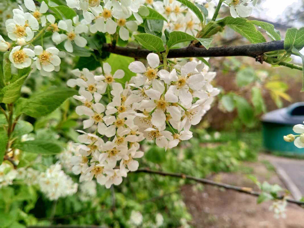 Черёмуха - Сапсан 