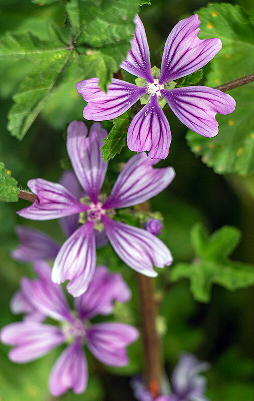 Калачики - Юрий Яловенко