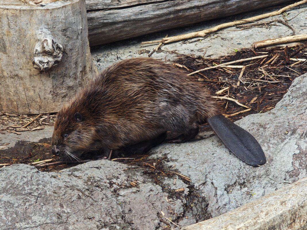 Бобр - <<< Наташа >>>