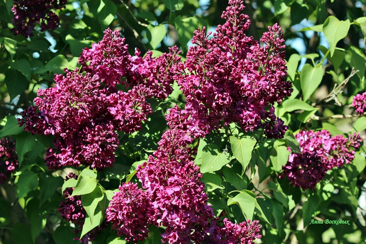 Сирень. - Восковых Анна Васильевна Сирень. - Восковых Анна Васильевна
