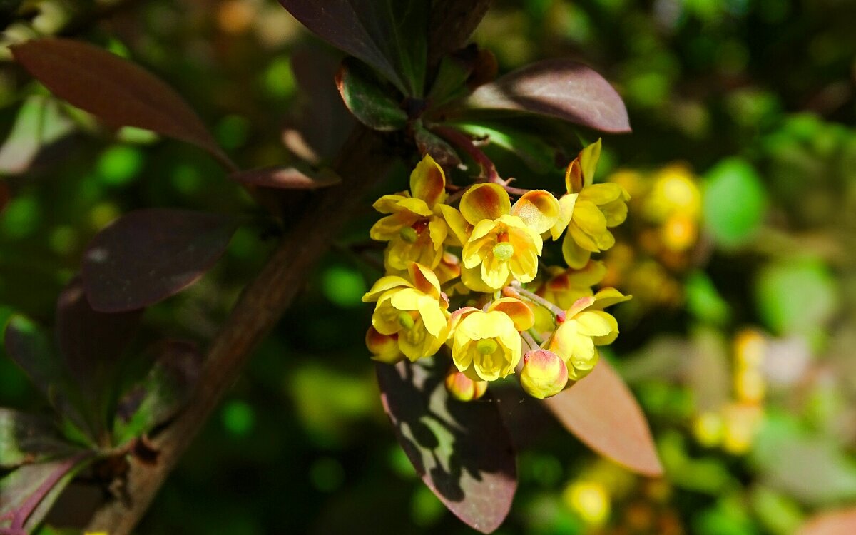 Цвет барбариса - Милешкин Владимир Алексеевич 