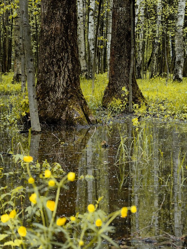 Весенний лесопарк. - Светлана 13.06.