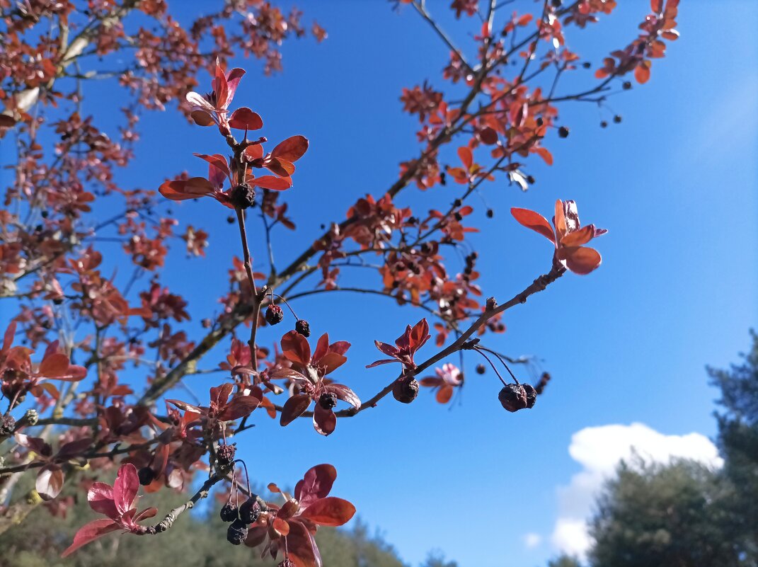 Скоро зацветет - Veera V