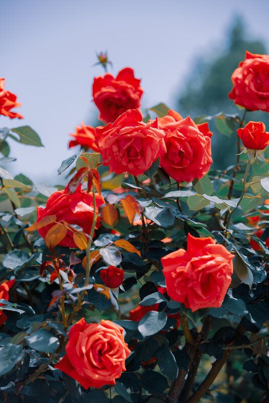 Сезон роз в Ханчжоу - Дмитрий Сезон роз в Ханчжоу - Дмитрий