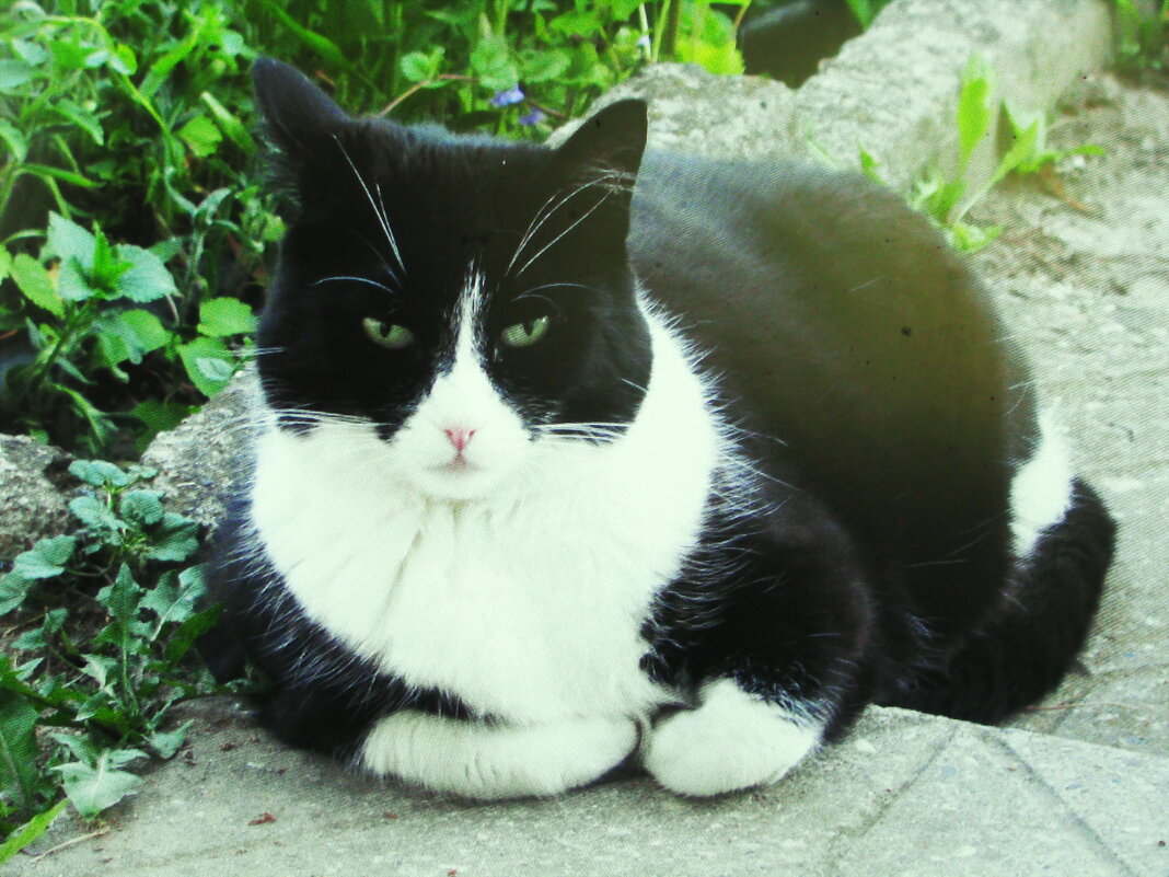 Отдых в саду - Людмила Смородинская Отдых в саду - Людмила Смородинская