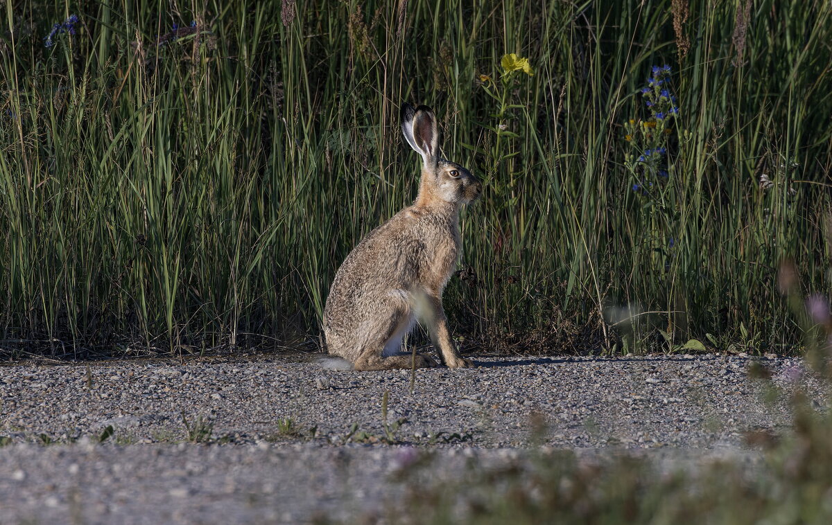 заяц - юрий макаров заяц - юрий макаров