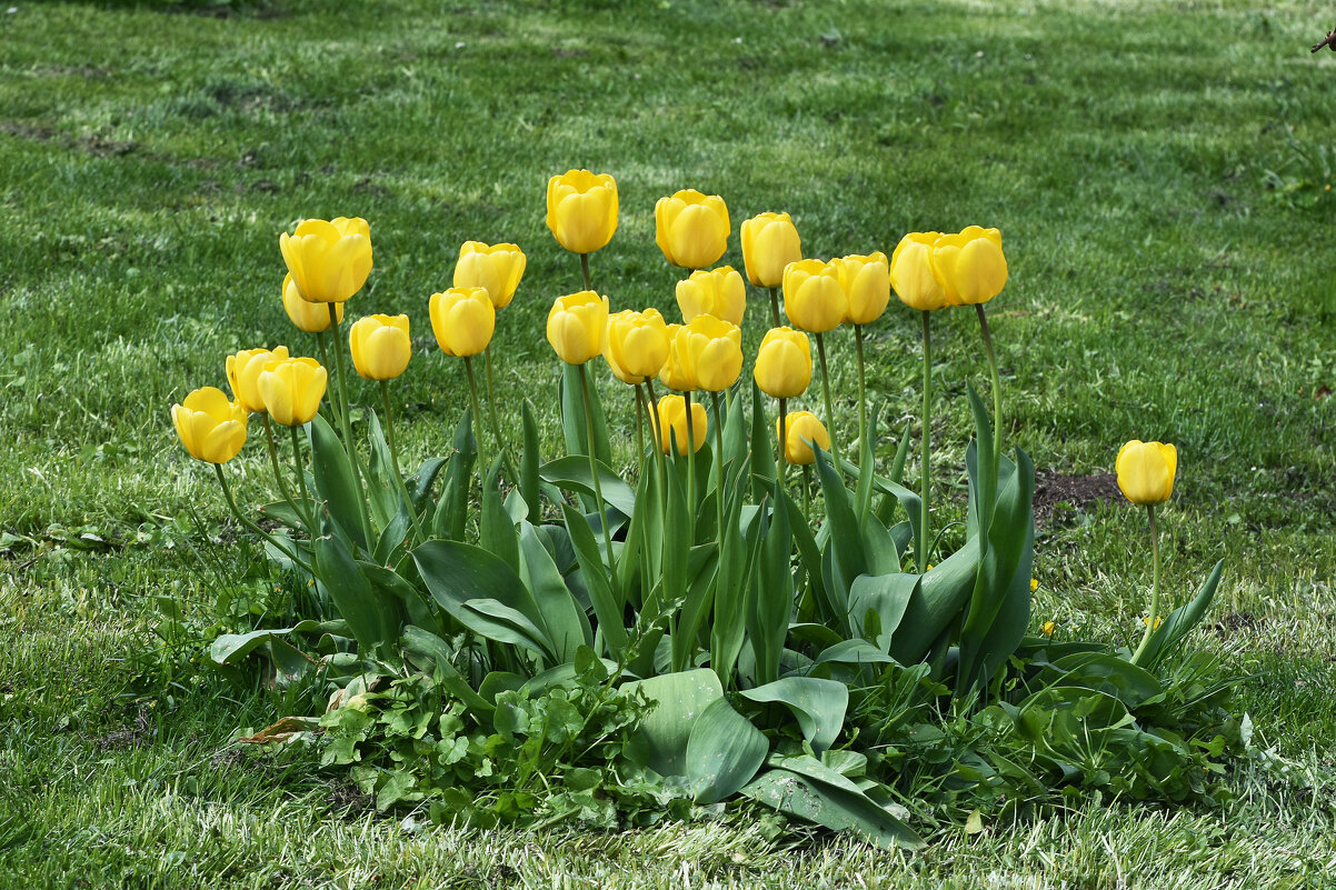 Весна в Ботаническом... - Наташа *****
