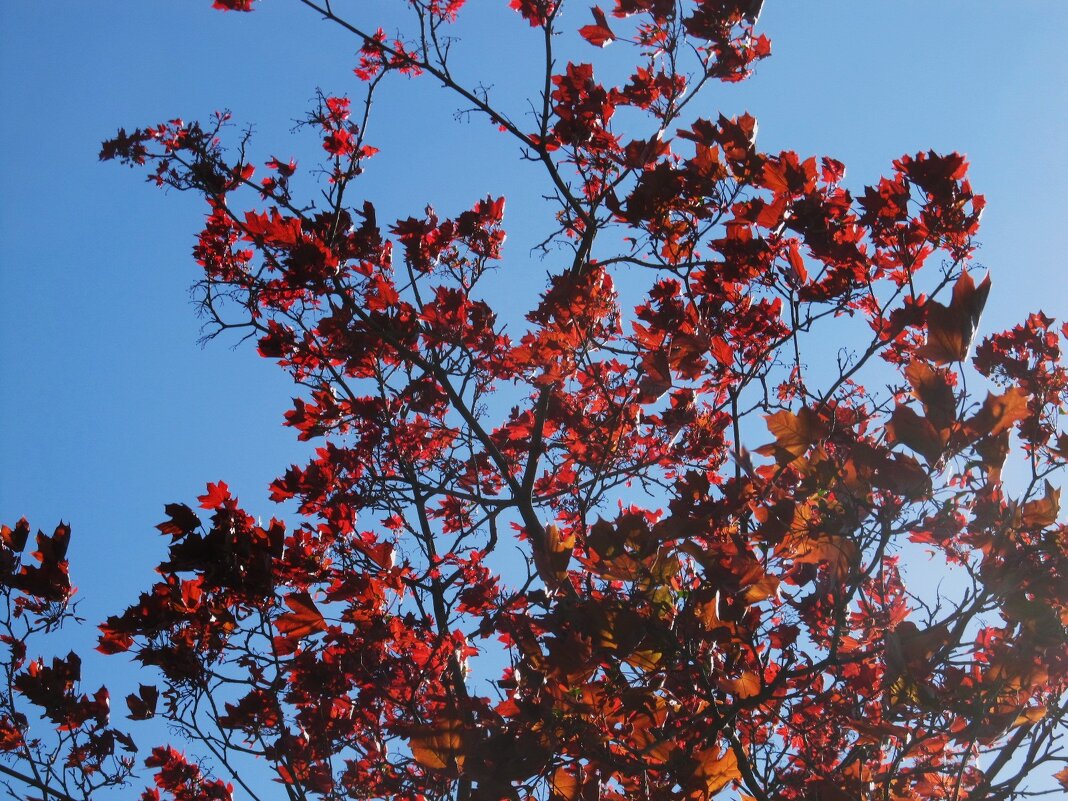 краски апреля - Елена Шаламова краски апреля - Елена Шаламова