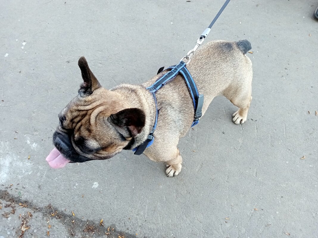 На прогулке. - Владимир Драгунский На прогулке. - Владимир Драгунский