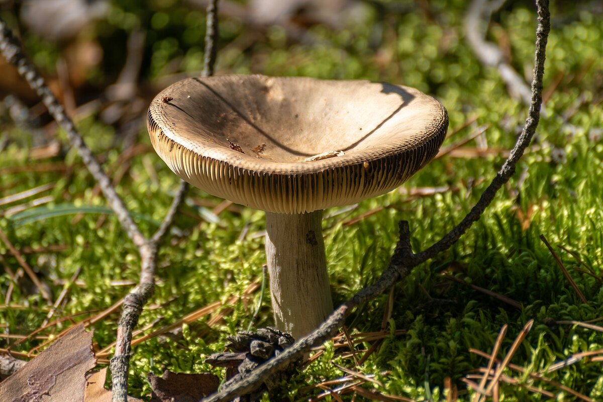 Ну пусть будет сыроежка - Игорь Сикорский Ну пусть будет сыроежка - Игорь Сикорский