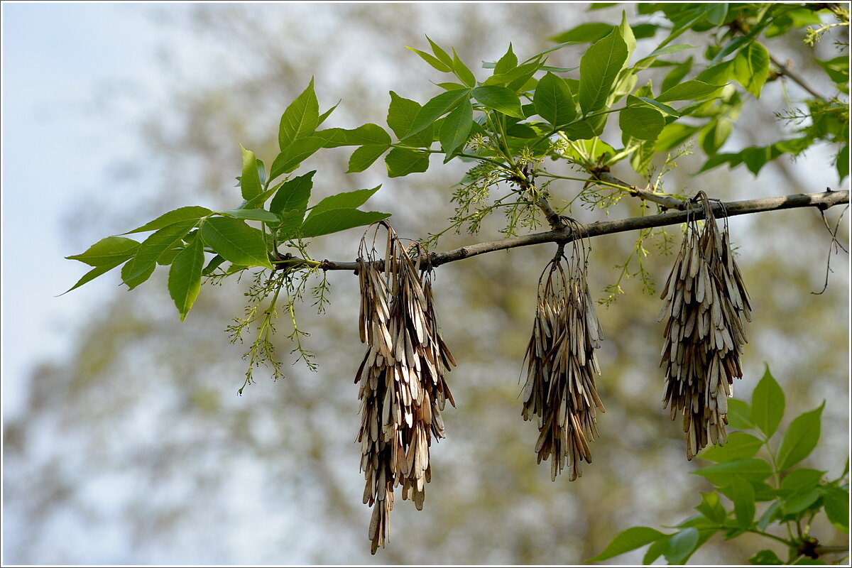 Новая смена - Сеня Белгородский Новая смена - Сеня Белгородский