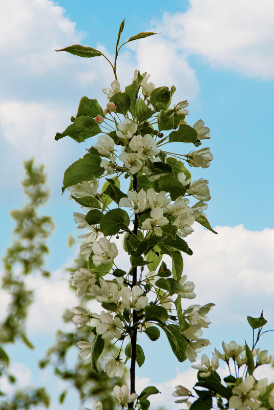 Ветка яблони - Oleg4618 Шутченко