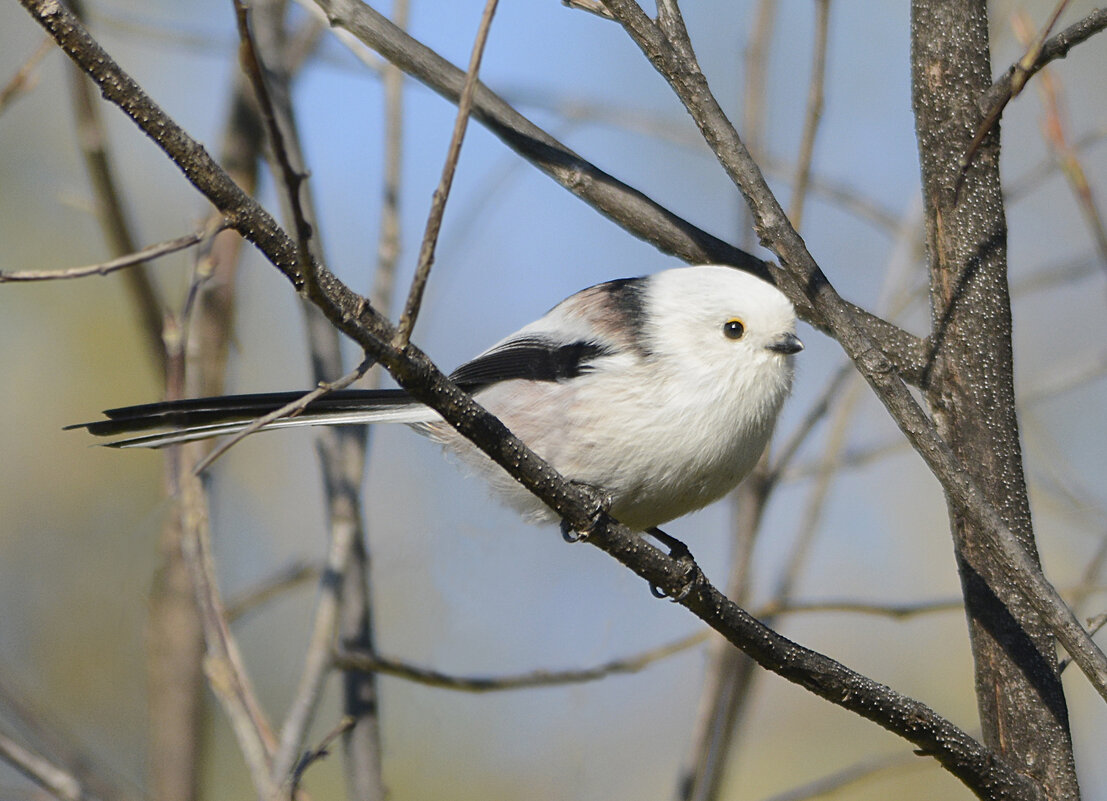 Синица длиннохвостая (ополовник) - Михаил Белоусов Синица длиннохвостая (ополовник) - Михаил Белоусов