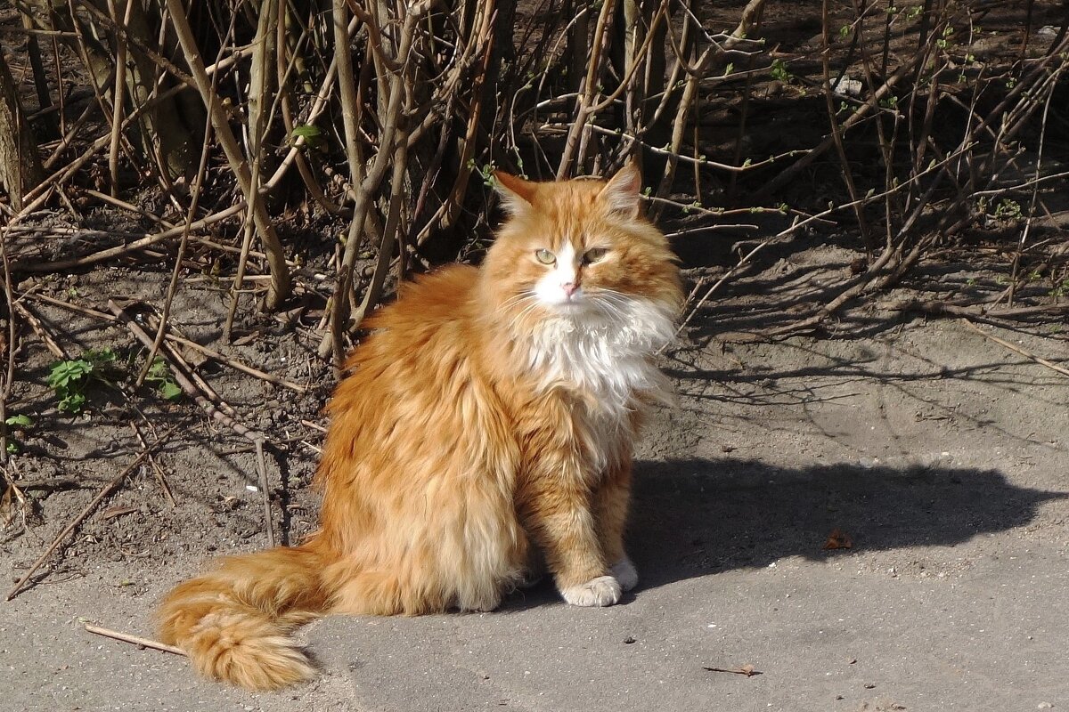 Братья наши меньшие... - Рита Симонова