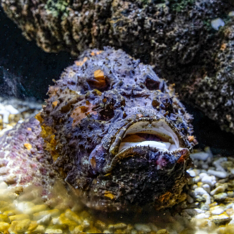 Рыба-камень или бородавчатка - Георгий А Рыба-камень или бородавчатка - Георгий А