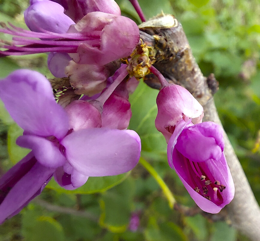 Цветы багрянника европейского. - ИРЭН@ . Цветы багрянника европейского. - ИРЭН@ .