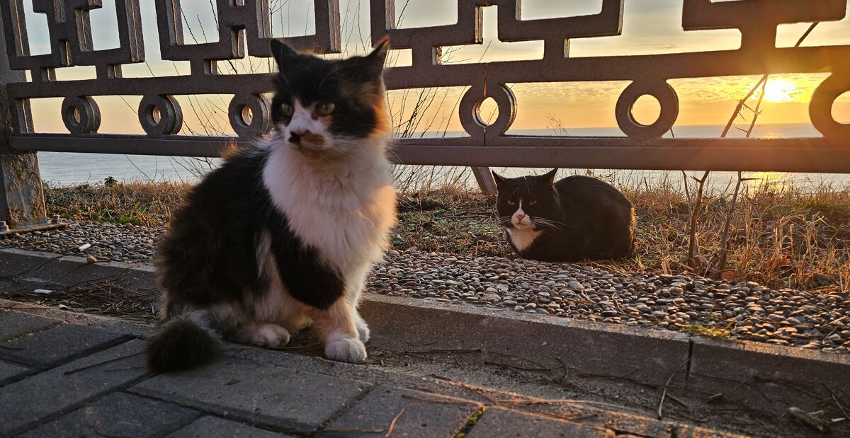 Два матёрых... - Светлана 13.06. Два матёрых... - Светлана 13.06.