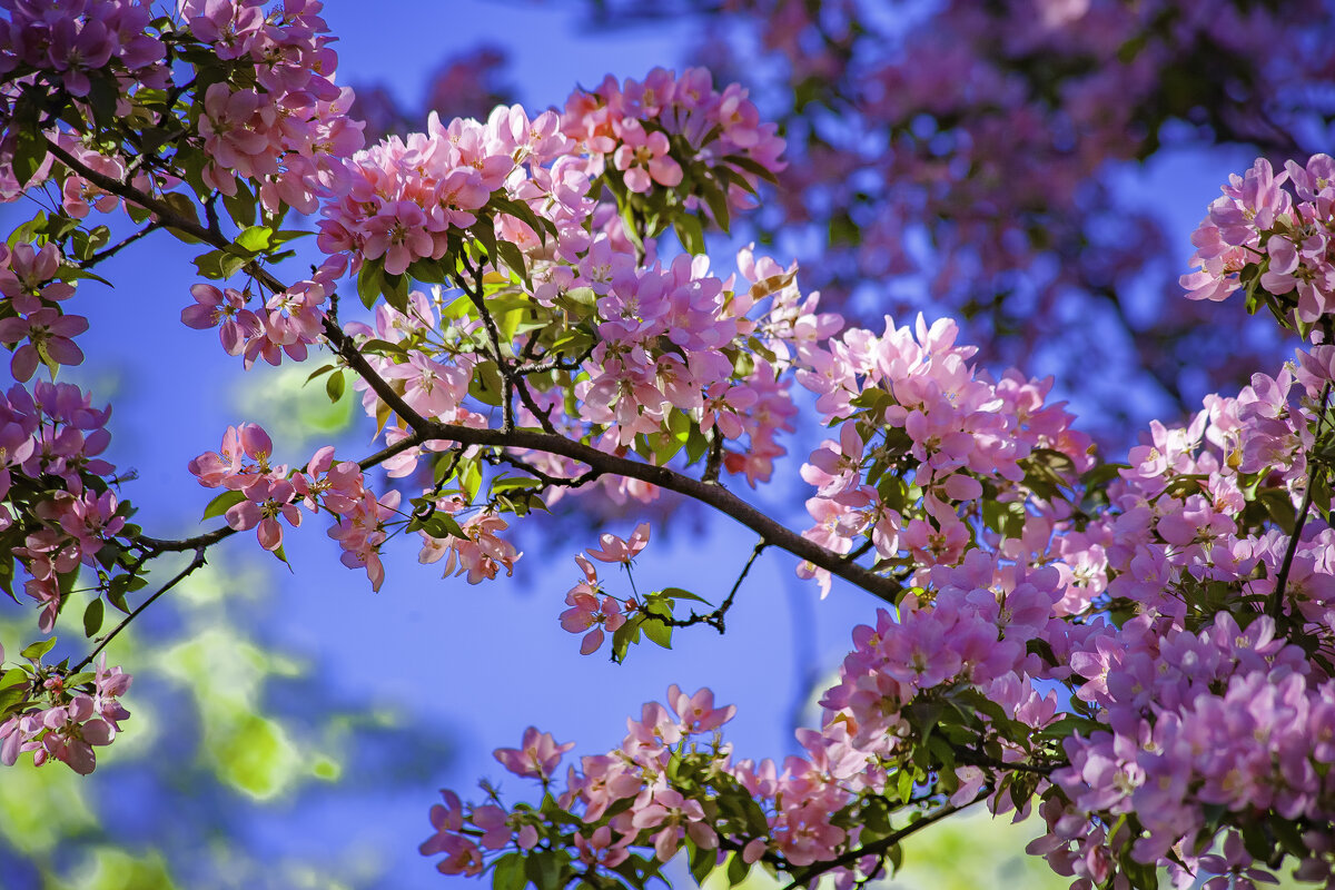 Время цветов - Евгений Анисимов Время цветов - Евгений Анисимов