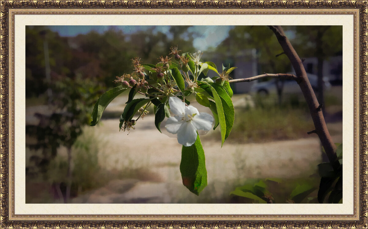 Ветвь яблони - Анатолий Чикчирный