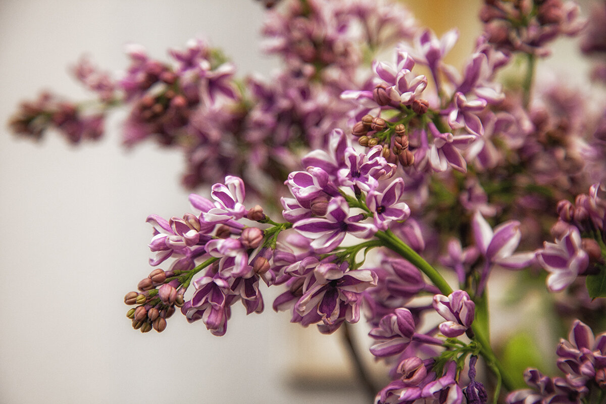 Цветущая сирень - Лилия *