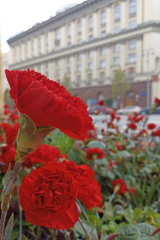 Предпраздничная Москва. - Pippa Предпраздничная Москва. - Pippa
