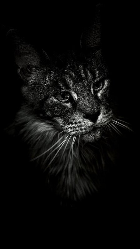 *** - Евгений С