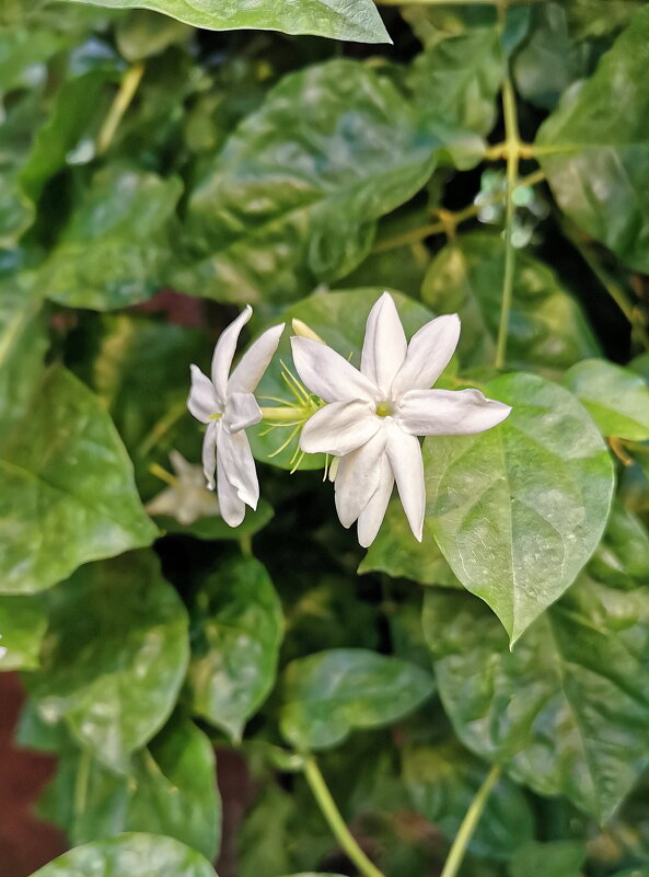 Жасмин комнатный - Валерий Судачок