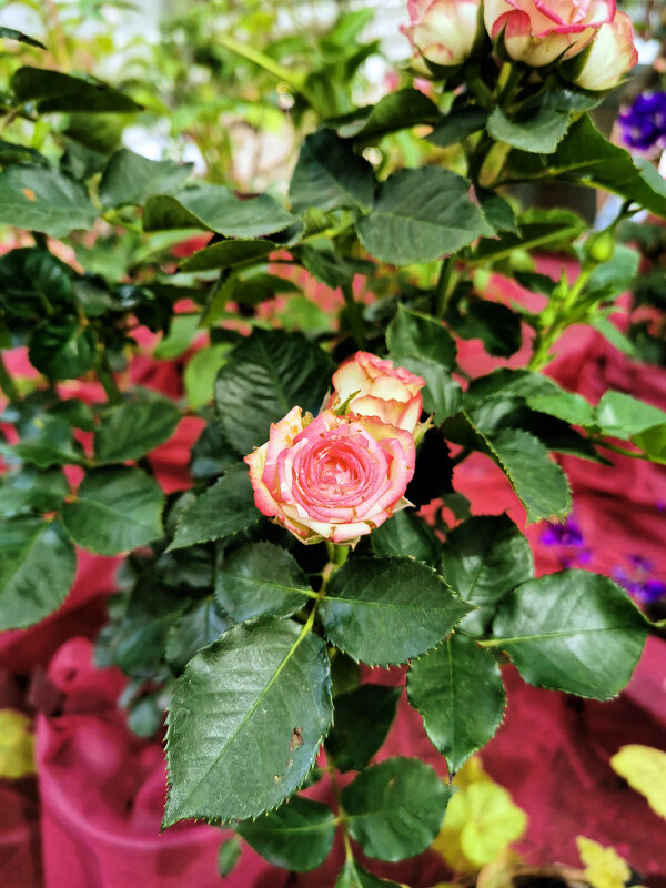 Роза чайно - гибридная - Валерий Судачок Роза чайно - гибридная - Валерий Судачок