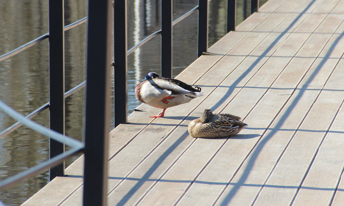 Спящие утки - Елена Минина