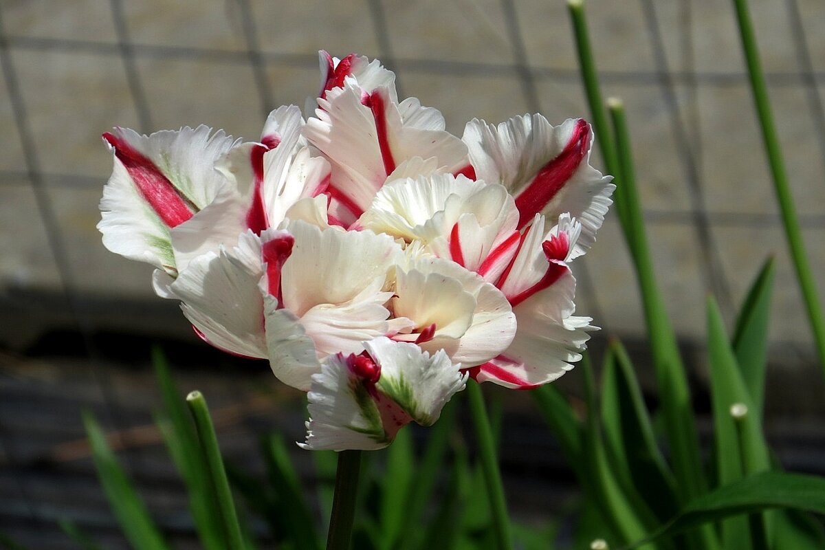 Весна пришла 3 - Natali 