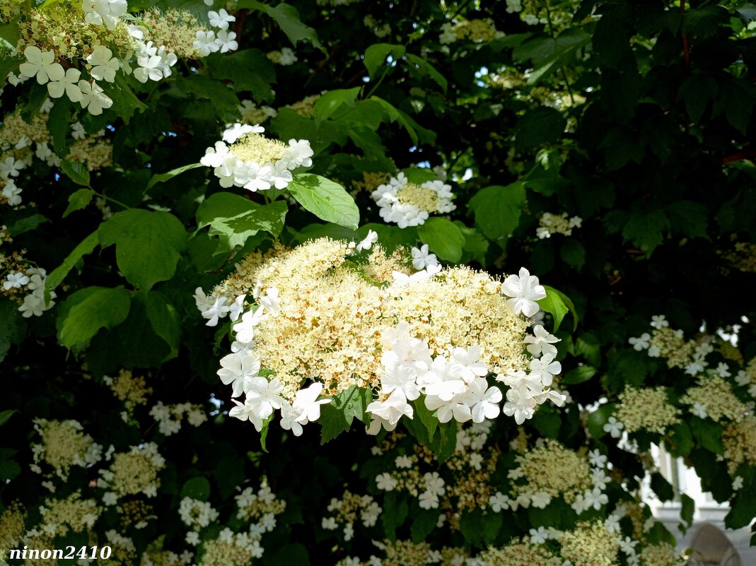 Калина - Нина Бутко