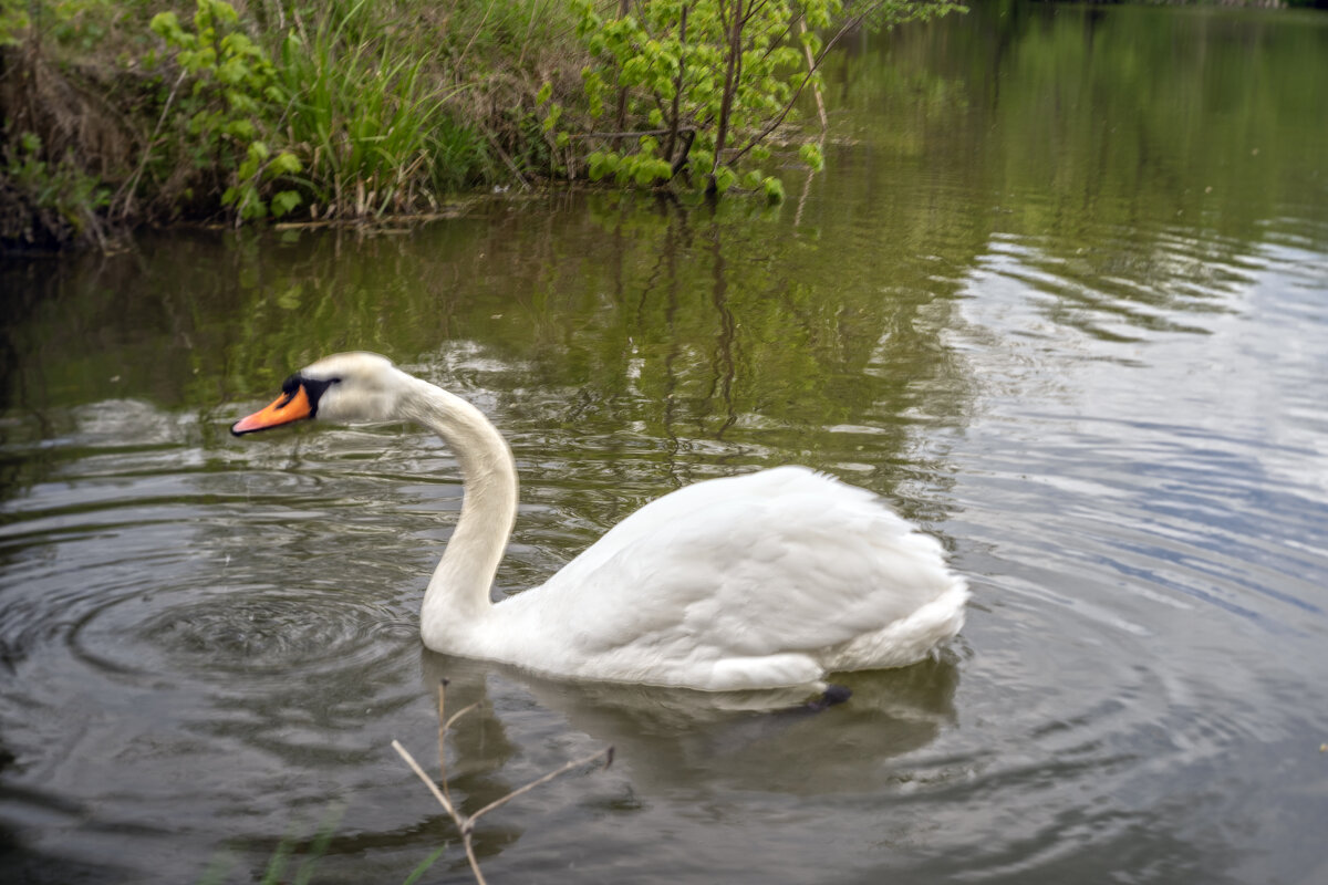 Ныряльщик - sorovey Sol Ныряльщик - sorovey Sol