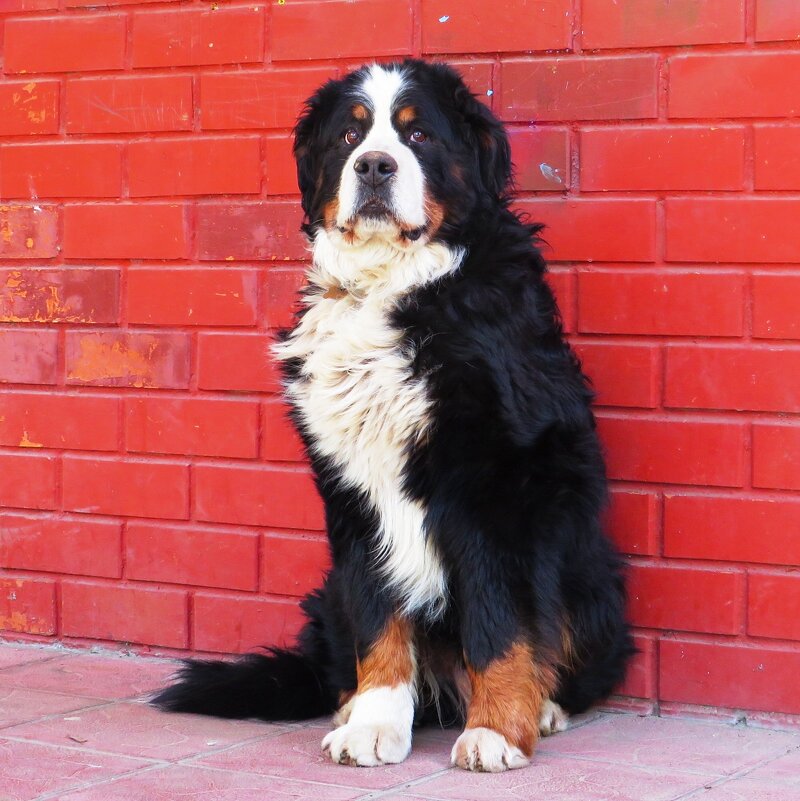 Бернский зенненхунд - Андрей Снегерёв