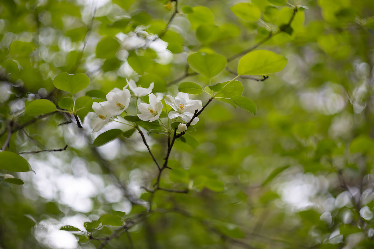 Весеннее - Александр Синдерёв