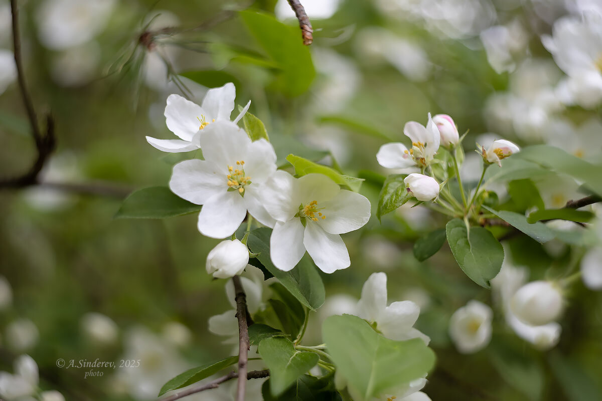 Дикая яблоня - Александр Синдерёв
