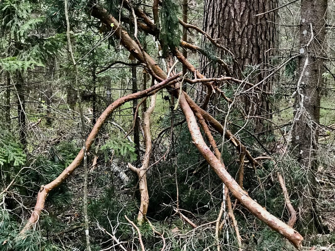 Лесная композиция - Любовь 