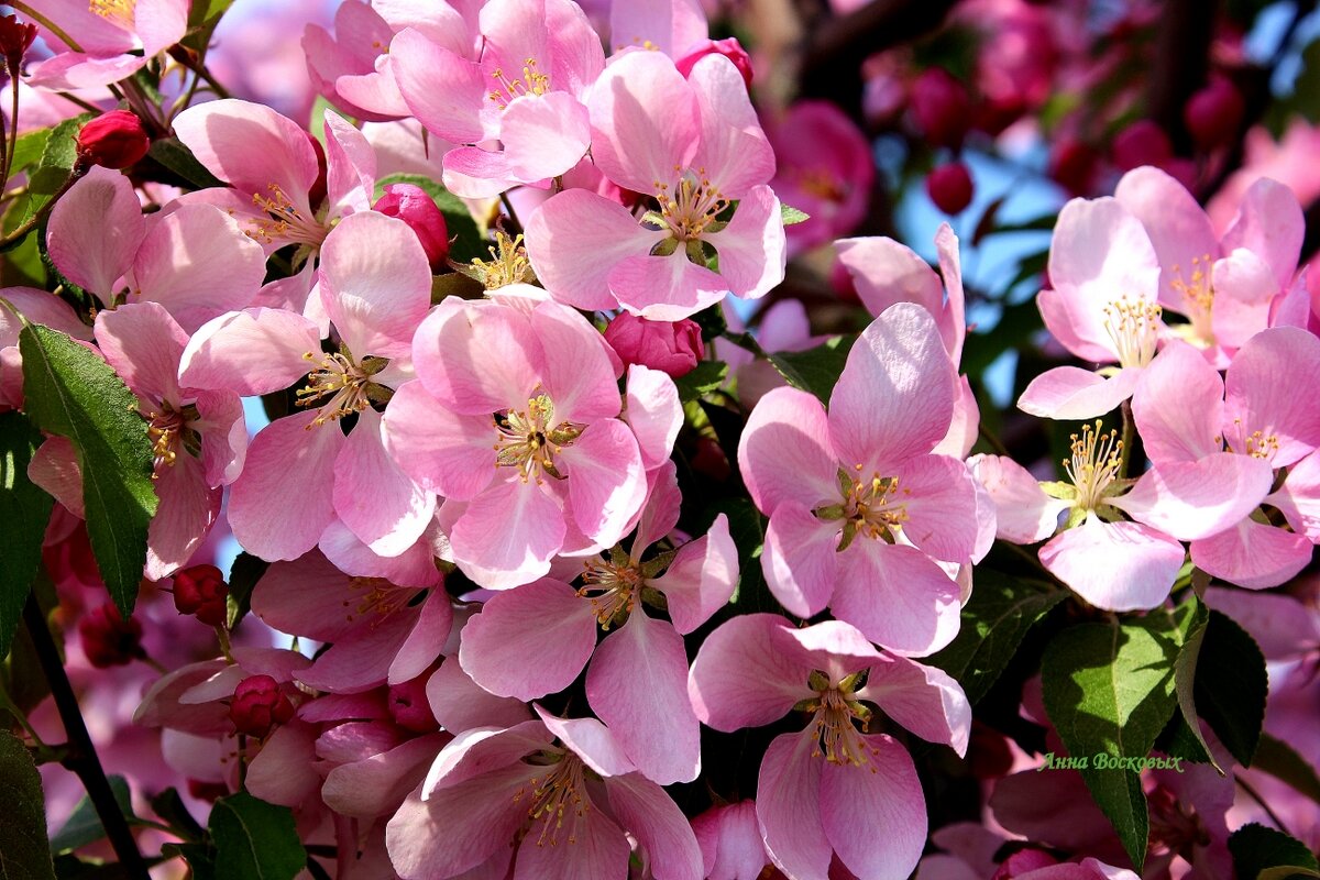 Цветёт розовая яблоня. - Восковых Анна Васильевна 