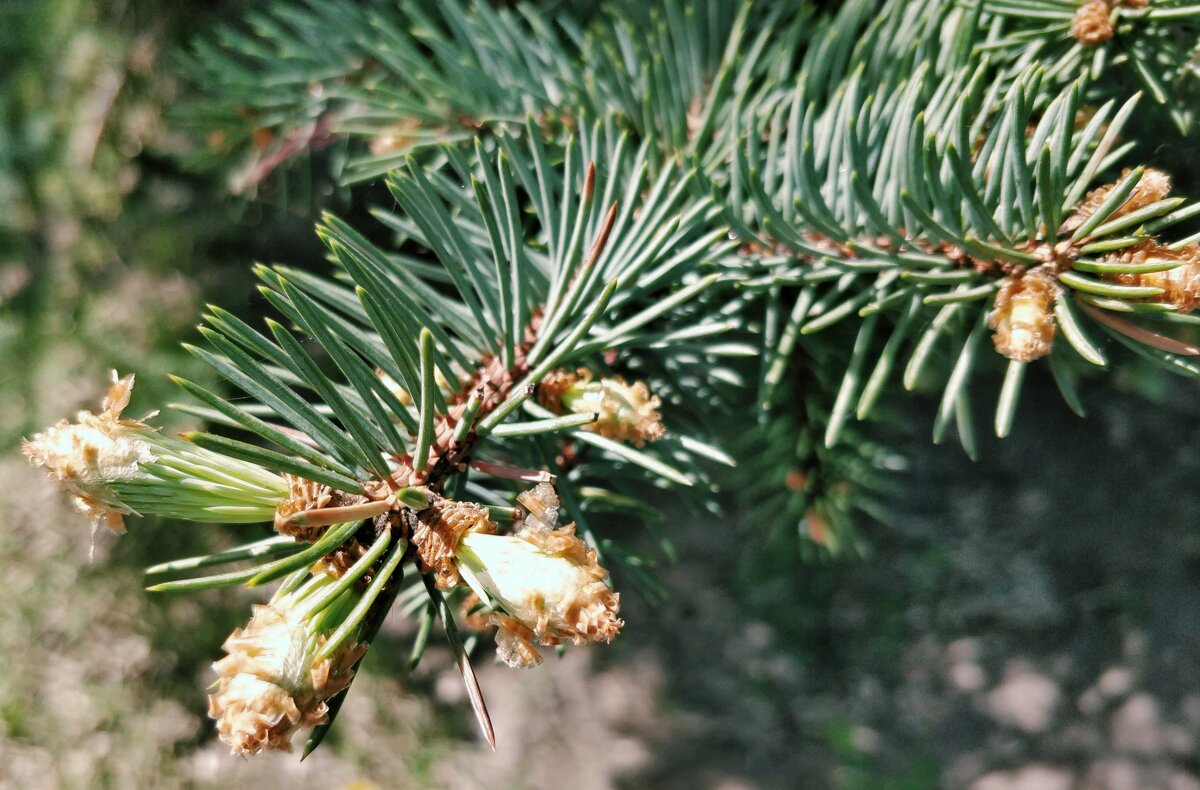 Еловая красота - Андрей Хлопонин Еловая красота - Андрей Хлопонин