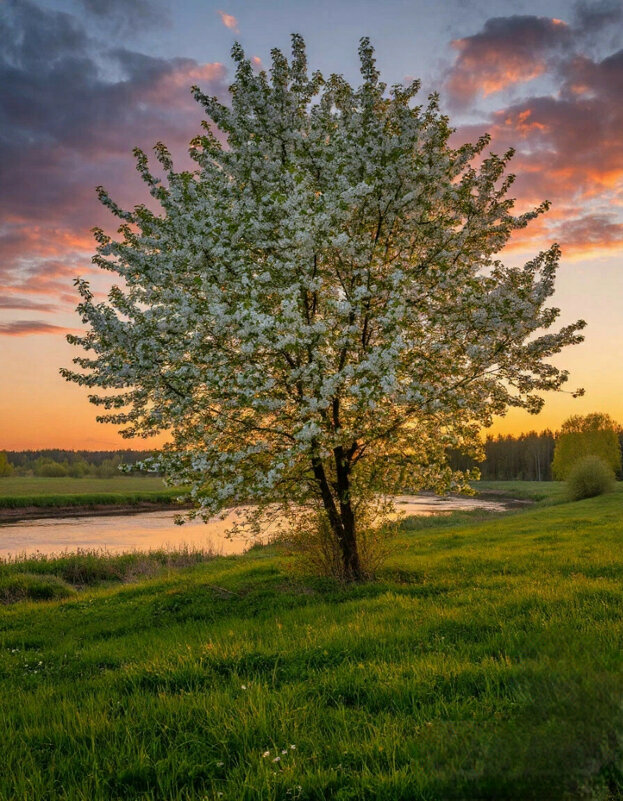 Черёмуха - Сергей Кочнев