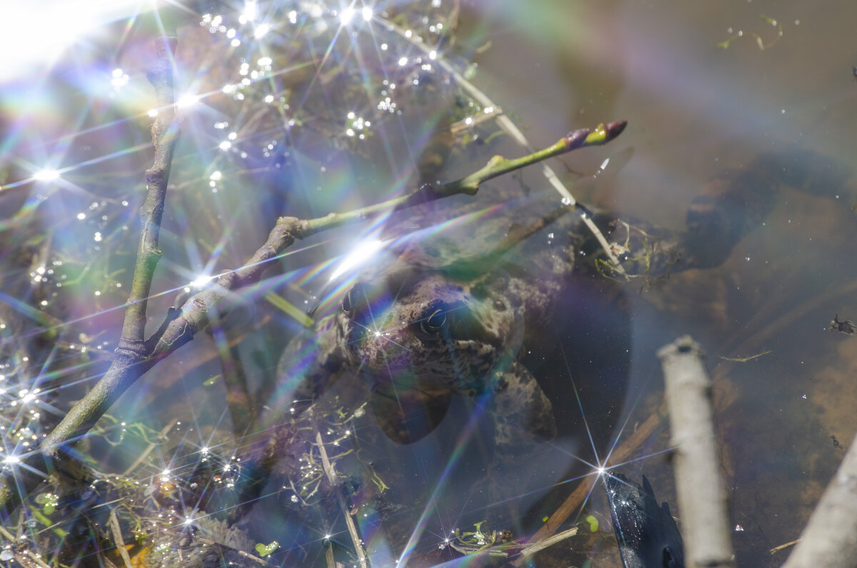 В бликах - Lyubov Busova В бликах - Lyubov Busova