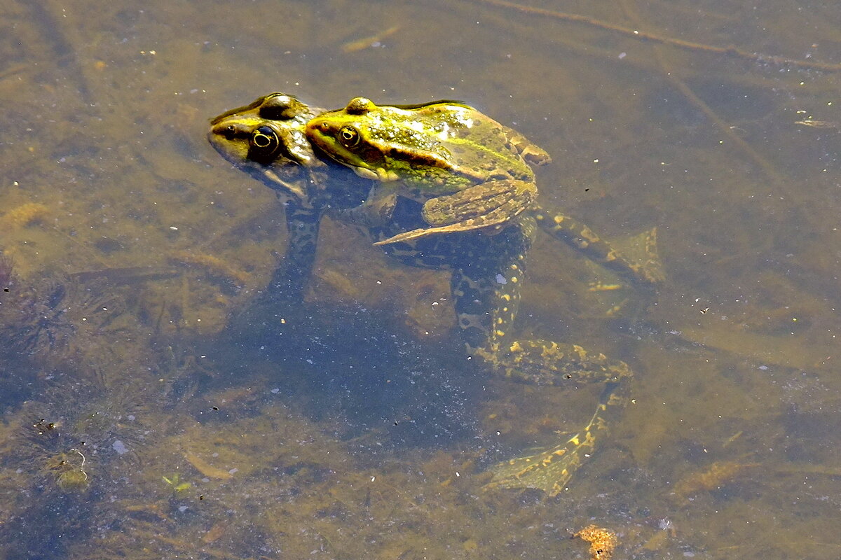 Многоборье - Фёдор Меркурьев