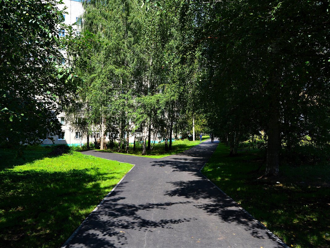 Чебоксары. Берёзки на аллее улицы Университетской летом. - Пётр Чернега
